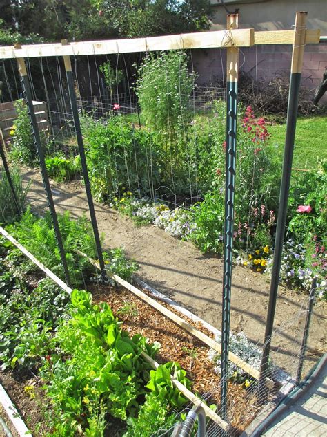 Tomato Trellis Use Single Board Along The Bottom Twine Goes Up In A V Shape To Attach To The