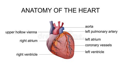 Anatomia Serce Ilustracja Wektor Ilustracja Złożonej Z Serce 98645369