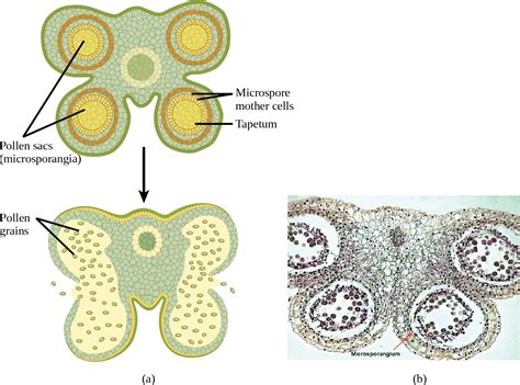 Biology 2e Plant Structure And Function Plant Reproduction