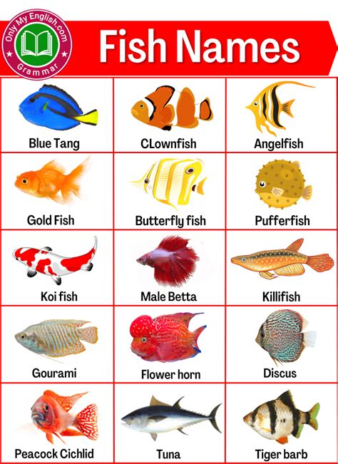 50 Fish Name In English With Pictures