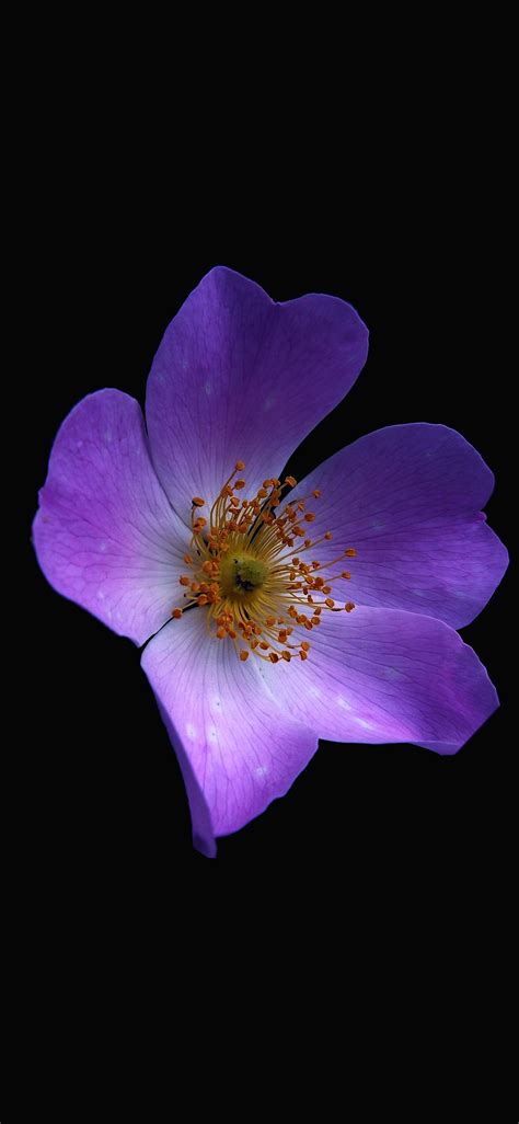 Macro Flower Dark Purple Iphone X Wallpapers Free Download