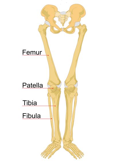 Leg Bone Wikipedia Knee Bones Leg Bones Hip Openers