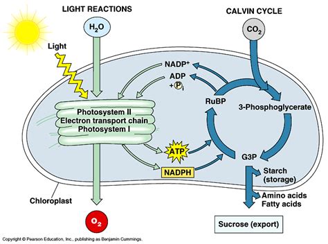 The Stages Of Photosynthesis The Photosynthesis Process