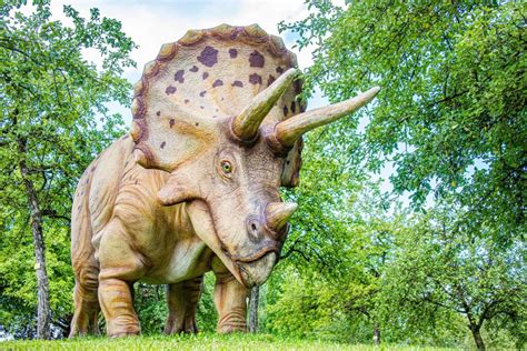 Triceratops Description Size Fossils Diet Facts