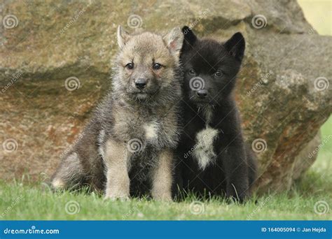 Two Gray Northwestern Wolfs Canis Lupus Occidentalis Also Called Timber
