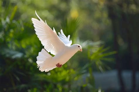 Understanding The Spiritual Meaning Of A Dove