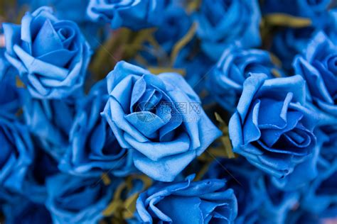 蓝玫瑰高清图片下载 正版图片501160850 摄图网