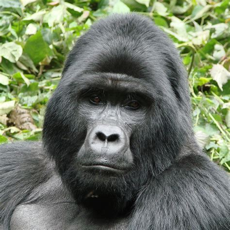 Gorilla Facts Types Lifespan Size Classification Habitat Pictures