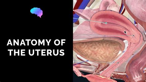 Anatomy Of The Uterus Ovaries D Anatomy Tutorial UKMLA CPSA YouTube