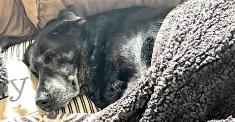 Senior Dog Refused To Leave Her Dads Side After He Passed Away Dogs