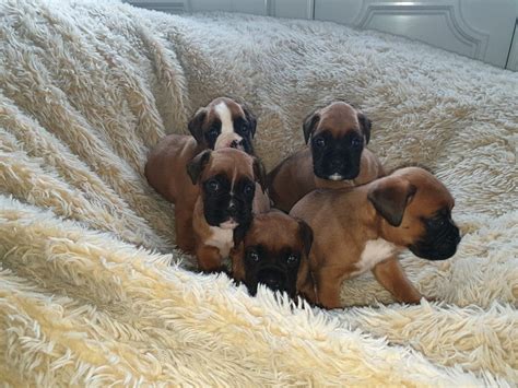 Boxers are upbeat and playful. Boxer Puppies For Sale | Los Angeles, CA #323939 | Petzlover