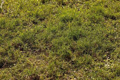 Common Lawn Problems And How To Fix Them Lawn Care Blog Lawn Love