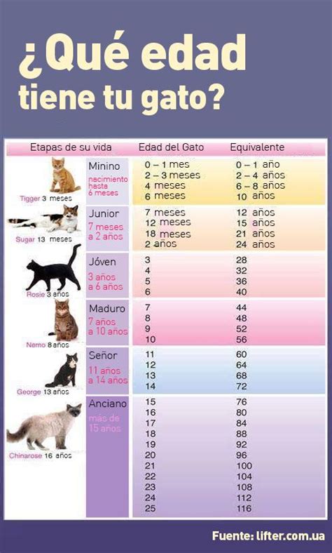 ¿cuántos años tiene mi mascota calcula realmente la edad de tu perro y gato cat age chart