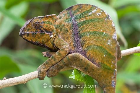Female Two Banded Or Belted Chameleon Furcifer Balteatus In