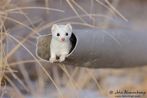 25 Stoat Pictures Because Theyre The Cutest Little Predators