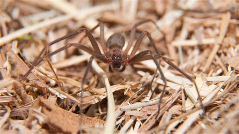 Spider Spotlight All About The Brown Recluse Spider Drive Bye Pest