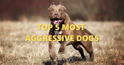 Top 5 Most Aggressive Dog Breeds Over Powered Dogs