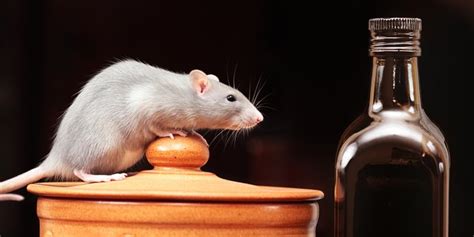 Penyakit Berbahaya Yang Disebabkan Oleh Tikus Jangan Anggap Sepele