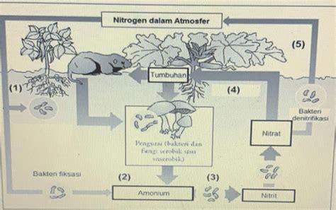 Jelaskan Tahapan Proses Yang Terjadi Pada No 1 2 3 4 Dan 5 Daur