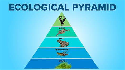 Estuary Food Pyramid