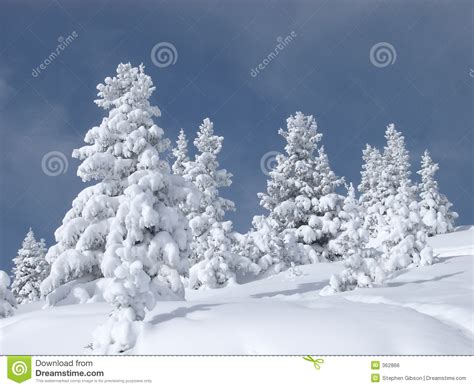 Snow Covered Trees Stock Photo Image Of Forsting Dusting