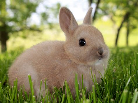The 6 Most Loved Rabbit Breeds Uk Pets