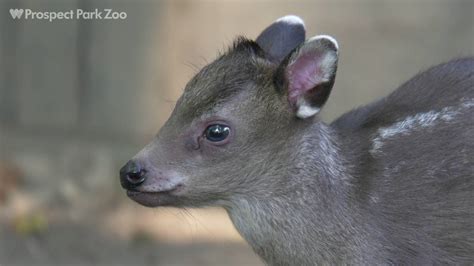 Tufted Deer Fawn Prospect Park Zoo Youtube