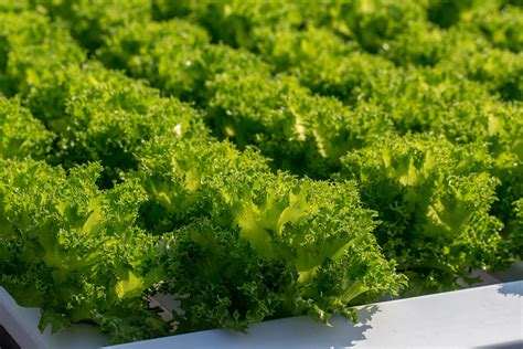 Fresh Frillice Iceberg Lettuce Leaves Salads Vegetable Hydroponics Farm