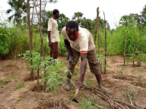 Free Picture Senegal Farmer Growing Tomatoes
