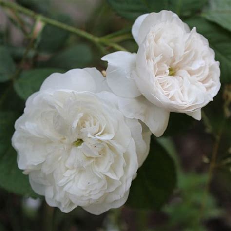 rosa ‘madame hardy damask rose grown by high country roses lcmg