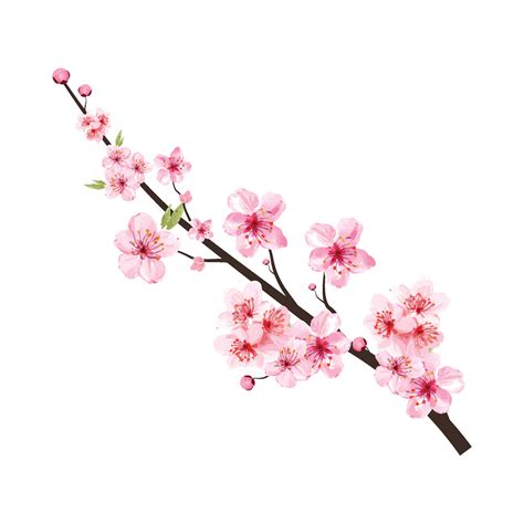 Cherry Blossom Branch With Blooming Pink Sakura Flower Realistic