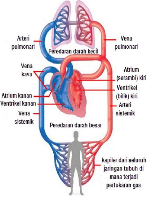 Semuanya penting bagi pertumbuhan bunga. Sistem Peredaran Darah Manusia dan Mekanismenya