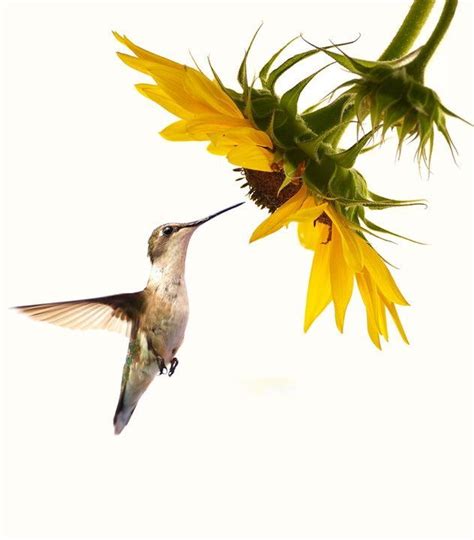 Bugs flowers green hummingbird insects leaves moth white. Pin on Ink