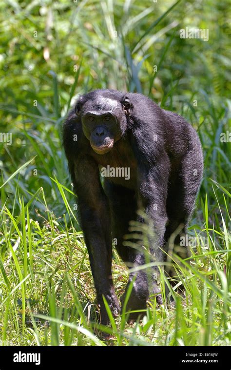 Bonobo Pan Paniscus Lola Ya Bonobo Sanctuary Kimwenza Mont Ngafula