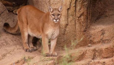 Eastern Cougar Declared Extinct