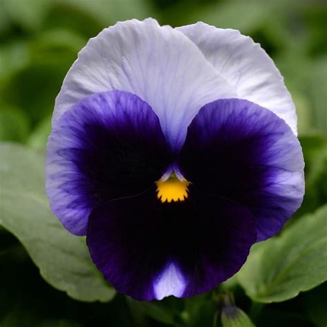 Pansy Matrix Beaconsfield From Saunders Brothers Inc