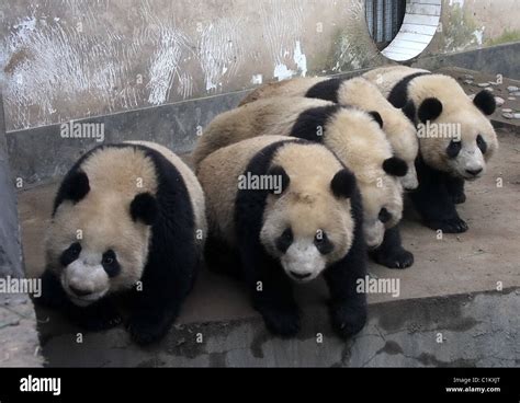 Panda Kindergarten Baby Pandas Play At A Special Kindergarten In Ya An