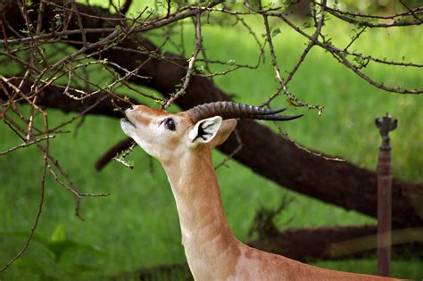 Impala Antelope Animal Free Photo On Pixabay Pixabay