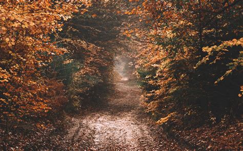 Download Wallpaper 1680x1050 Forest Path Autumn Nature Widescreen 16