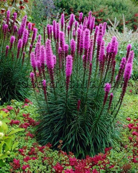 colorful landscaping ideas with low maintenance flower bushes purple perennials