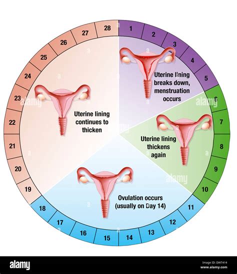 Menstruationszyklus Zeichnung Stockfotografie Alamy