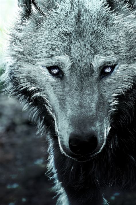 Fondos De Pantalla De Lobos En 3d - Lobo Wallpapers 4k Celular