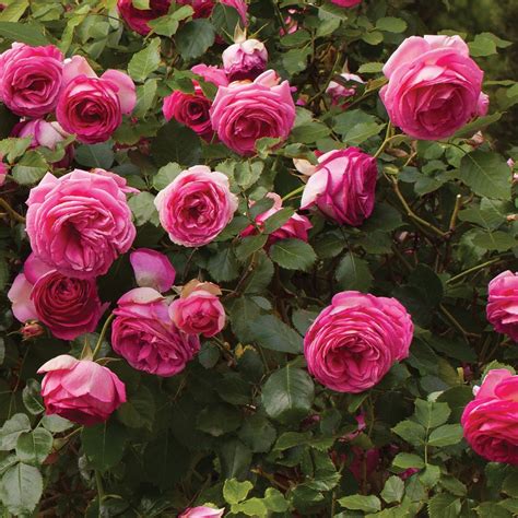Pretty In Pink Eden Climbing Rose Bush Fragrant 70 Petals