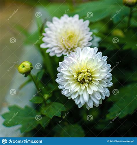 White Chrysanthemum Flower In Autumn Close Up Stock Photo Image Of