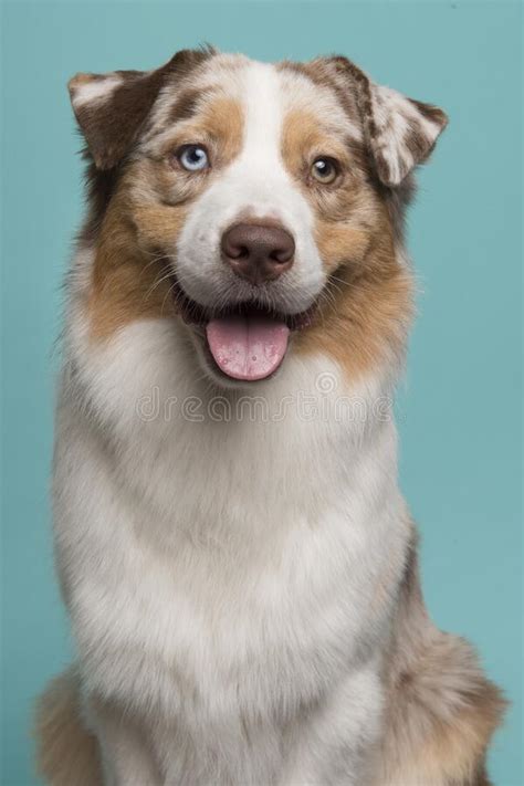 Portrait Of An Australian Shepherd Smiling And Looking At The Camera On