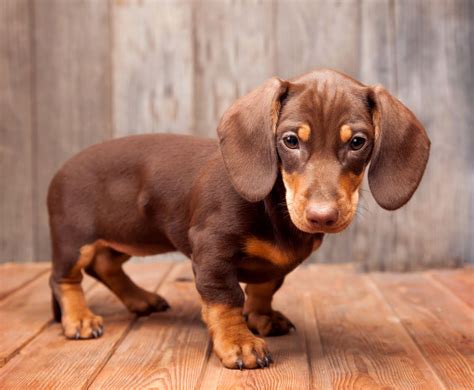 You Can Now Visit An Entire Museum Dedicated To Weiner Dogs