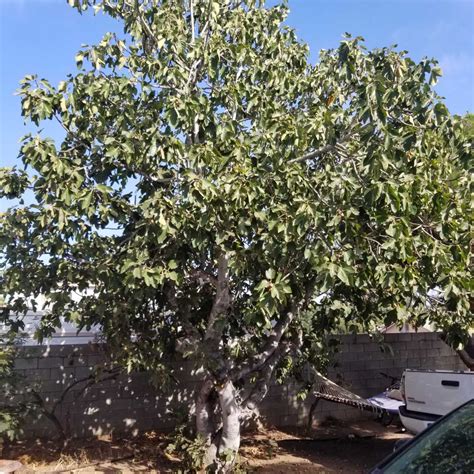Fruit Trees Home Gardening Apple Cherry Pear Plum Fig Tree