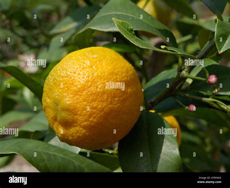 Rangpur Lime Citrus X Limonia Stock Photo Alamy