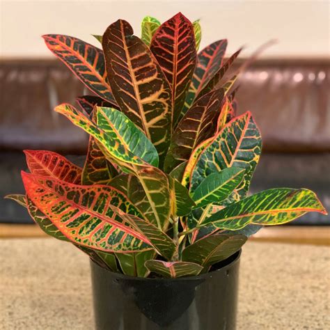 15 Houseplants With Colorful Leaves Indoor Gardening