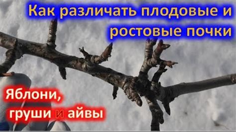 #сад При обрезки яблони начинающим садоводом по... | Интересный контент ...